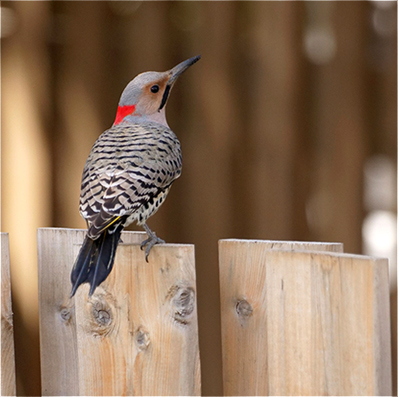 Northern Flicker Woodpecker showing plumage perched on wooden fence in East York, Ontario, Canada”